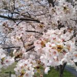 丹波篠山市でもオープンガーデン